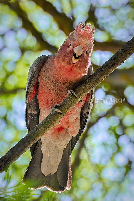 婴儿喙(Eolophus roseicapilla)